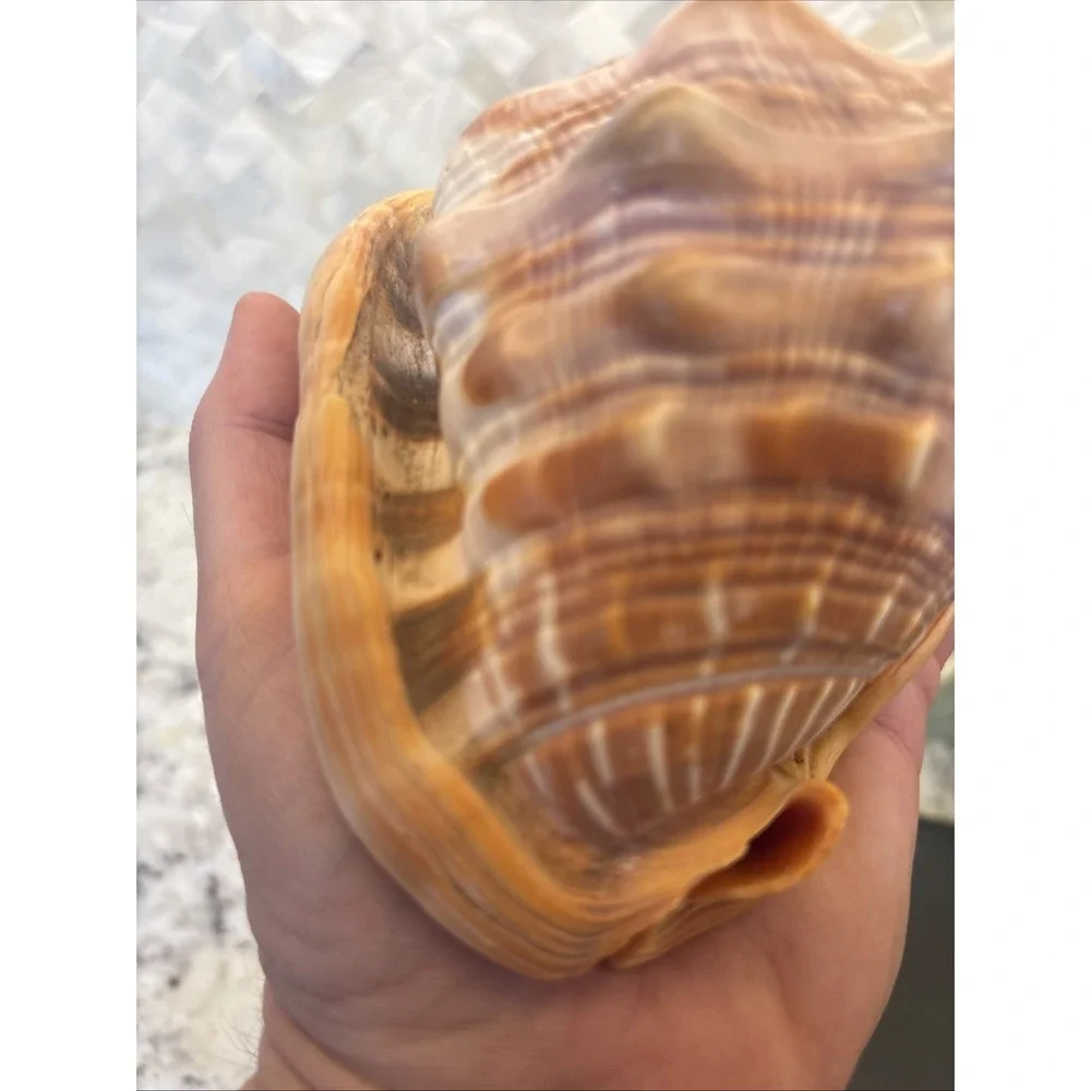 Natural Bullmouth Helmet Bull's Mouth Conch Shell Cypraecassis Rufa Tank‎ Decor